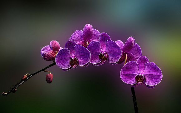 什么是otii标准