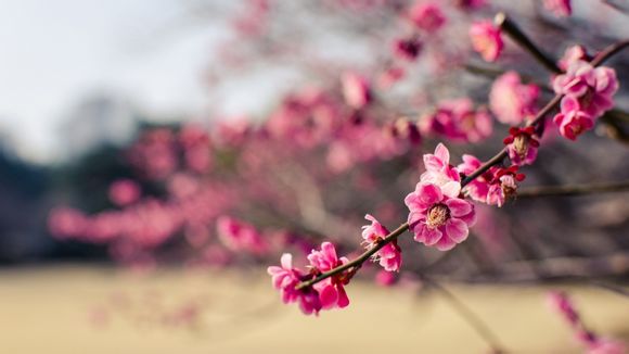 张若昀最近演的电视剧